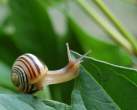 Leaf to Leaf Escargot.jpg