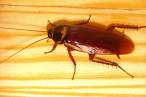 800px-Cockroachcloseup.jpg