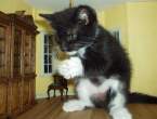evil-kitty.jpg