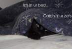 Lucky-Undercover.jpg