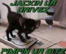 normal_harddrivekitty_copy.jpg