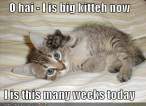 Cat-big-kitten.jpg