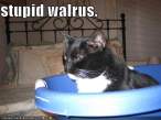 cat_stupid_walrus.jpg
