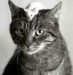 cat-mouse-funny_328.jpg