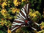 zebra swallowtail.JPG