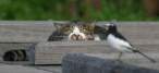 cat-hunting-bird.jpg