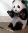 panda-bear-robbery.jpg