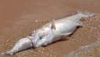 fish-chokes-on-fish.jpg