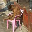 4709_2355_mellow-guard-dog.jpg