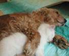 3683_1842_dog-hugging-cat.jpg
