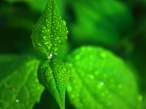green (47).jpg