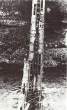 Most na Neretvi 1943..jpg