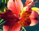 alstroemeria2.jpg