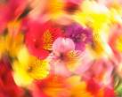 alstroemeria_blur.jpg