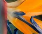 bird_of_paradise.jpg