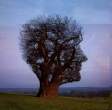 Face Shaped Tree.jpg