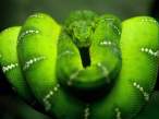 Snake.jpg