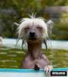 Dogs 1.JPG