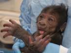 Monkey.jpg
