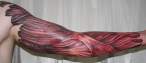 arm_with_muscle_tissue5_Tattoo_by_2Face_Tattoo.jpg