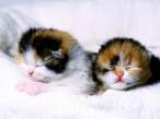 Scottish Fold Kittens.jpg