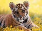 _Tiger Cub.jpg
