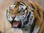 Snarling Siberian Tiger, Russia.jpg