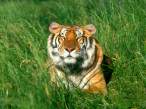 Sunbather, Bengal Tiger.jpg