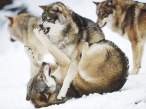 Angry Wolves.jpg