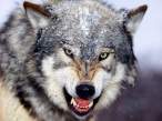 Snarling Gray Wolf.jpg