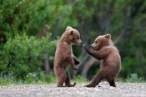 funny-bears.jpg