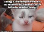 funny-pictures-kitten-is-not-happy-with-you.jpg
