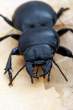 Pasimachus sp. ground beetle.jpg