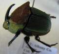 dung beetle (Phanaues spp.).JPG