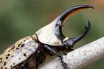 Western Hercules Beetle, Dynastes granti.jpg