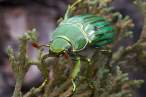 Chrysina gloriosa - Glorious Beetle.jpg