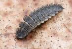 firefly larva.jpg