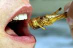 eating_insects.jpg