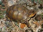 Eastern (Three-toed) Box Turtle.jpg