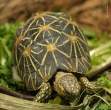 RTEmagicC_Indian_Star_Tortoise.jpg