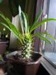 Pachypodium lamerei - madagaskarska palma.jpg
