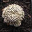 Rebutia Krainziana 1.jpg