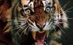 grin-of-a-tiger-wallpaper-725-1440x900.jpg