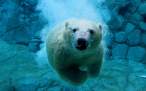 swimming-polar-bear-wallpaper-12966-1440x900.jpg