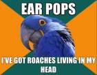 1296944054931_Paranoid_Parrot-s580x451-133384-580.jpg