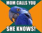 1296944537177_Paranoid_Parrot-s580x451-133388-580.jpg