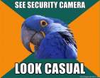 1296945250446_Paranoid_Parrot-s400x311-133395-580.jpg