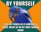 1296945316725_Paranoid_Parrot-s580x451-133398-580.jpg