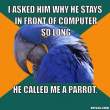 Not+another+paranoid+parrot+Not+another+paranoid+parrot_65cd75_2388710.jpg