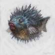 Porcu-Puffer.jpg